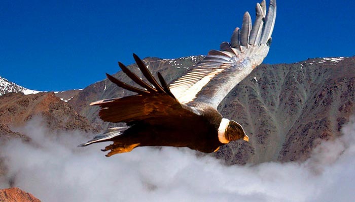 Contemplating the Colca Canyon - Condor's Cross Lookout