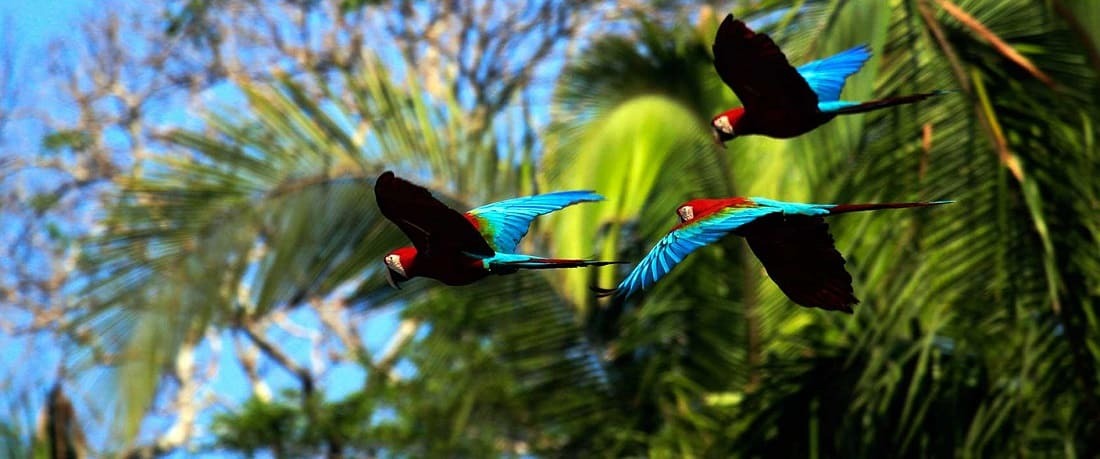 Manu Macaws